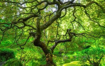 OIP-339736305.eEZGHsxfXJvH9lRjbyxO2QHaEK